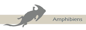 Amphibiens