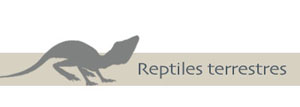 Reptiles terrestres