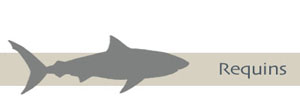 Requins