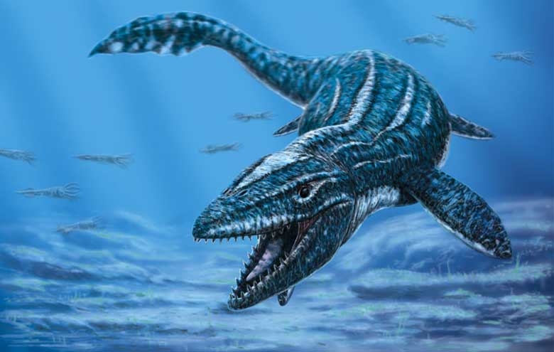 prognathodon_curii_col.jpg